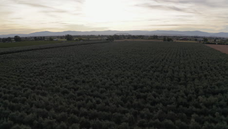 vast agricultural field with distant mountains and sky
