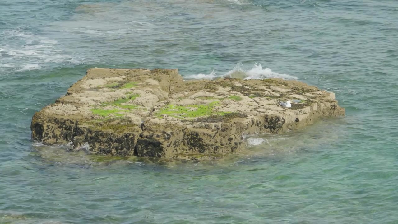 Bella ripresa a mezzo busto che segue una persona che cammina lungo la sabbia dorata accanto all'iconico frangiflutti in pietra della Playa de San Lorenzo a Gijón, Spagna. Mette in risalto le calme onde dell'oceano e lo storico lungomare.