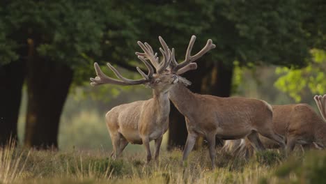 Red-deer-stags-in-bachelor-group-with-imposing-antlers-interact,-The-Veluwe