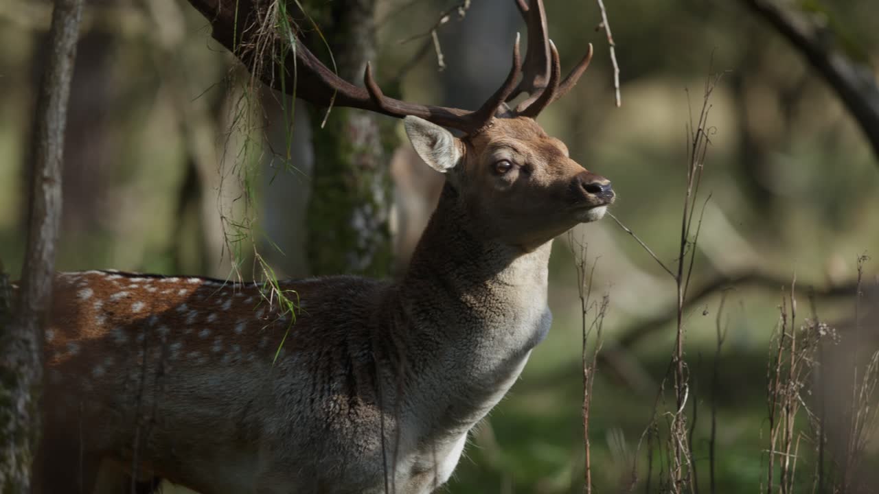 ciervos en barbecho en el bosque