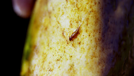 insect on wet rock