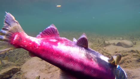 peces muertos bajo el agua 4k