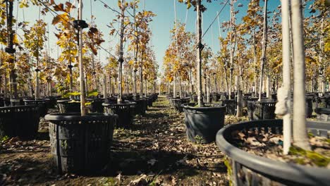 low-push-in-shot-down-a-row-of-small-trees-on-a-tree-farm