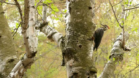 The-Pileated-Woodpecker-are-found-in-a-lot-of-national-parks