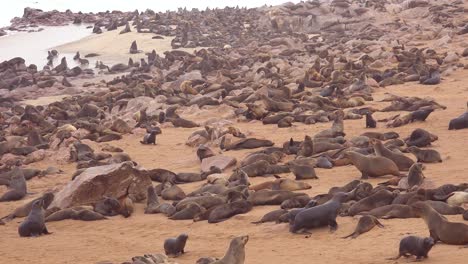 Miles-De-Focas-Y-Crías-Se-Reúnen-En-Una-Playa-Atlántica-En-La-Reserva-De-Focas-De-Cape-Cross,-Namibia-9