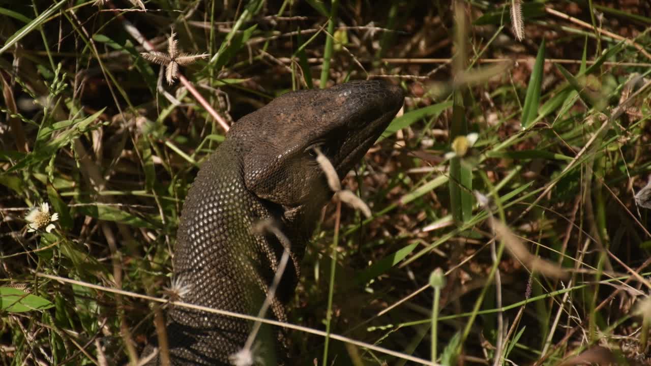 lagarto monitor no jardim do sri lanka