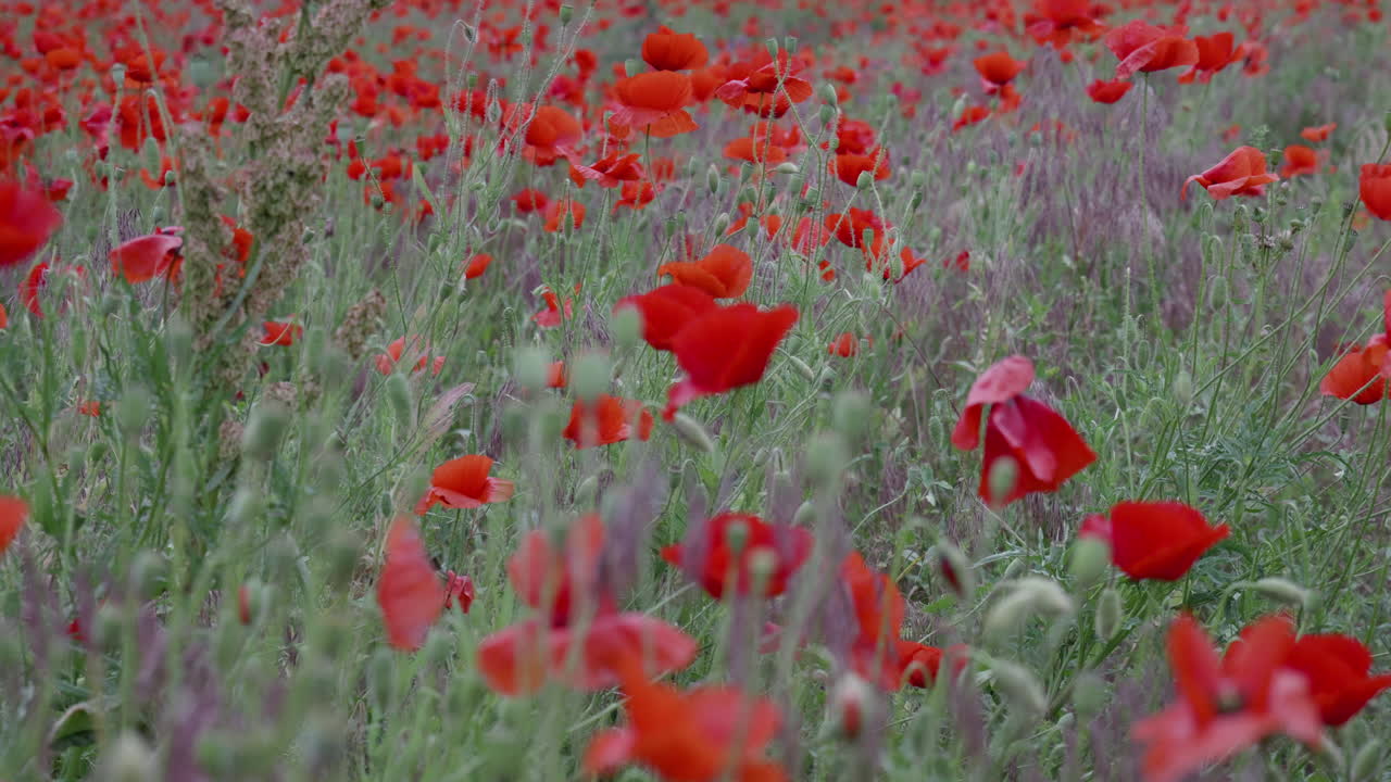 Poppy field at a summer day
