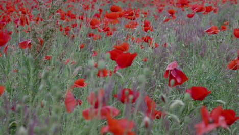 campo de amapolas en un día de verano