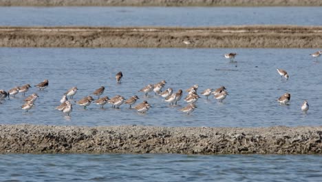 Seen-all-facing-to-the-right-while-resting-during-the-day-after-feeding,-Plovers-Assorted-Resting,-Thailand