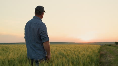 A-farmer-looks-at-his-field-of-wheat.-Clear-summer-evening