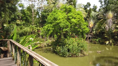 caminando por la selva tropical de borneo en una pasarela de madera hecha por el hombre