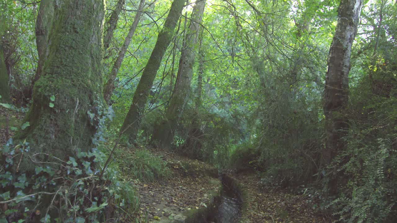 숲을 가로지르는 하천