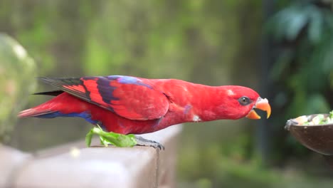 chattering lory eating in outdoor aviary – colorful parrot feeding in natural habitat