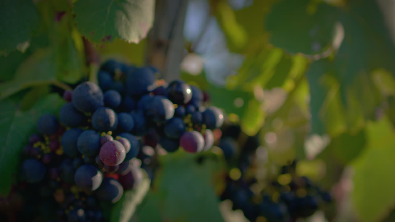 el racimo de uvas rojas del viñedo en una hermosa puesta de sol en cámara lenta en primer plano