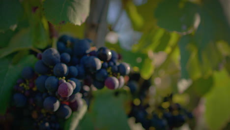 vineyard red grapes cluster at beautiful sunset slow motion close up shot