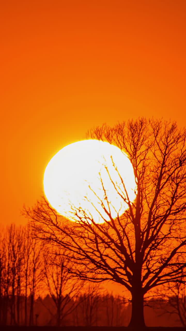 Timelapse of sunset behind silhouette tree, warm and calming mood