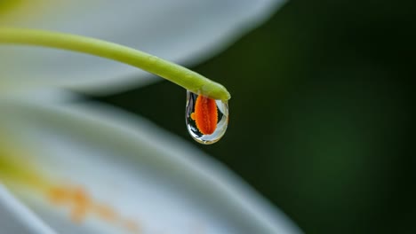 a close-up view of lily stamen with dew drop: capturing nature's intricate details in a stunning macro perspective