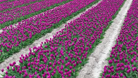 rows of purple tulips in full bloom, aerial view