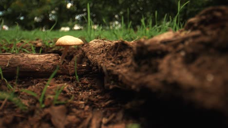 Revealing-shot-of-field-mushrooms-growing-in-forest,-New-Zealand