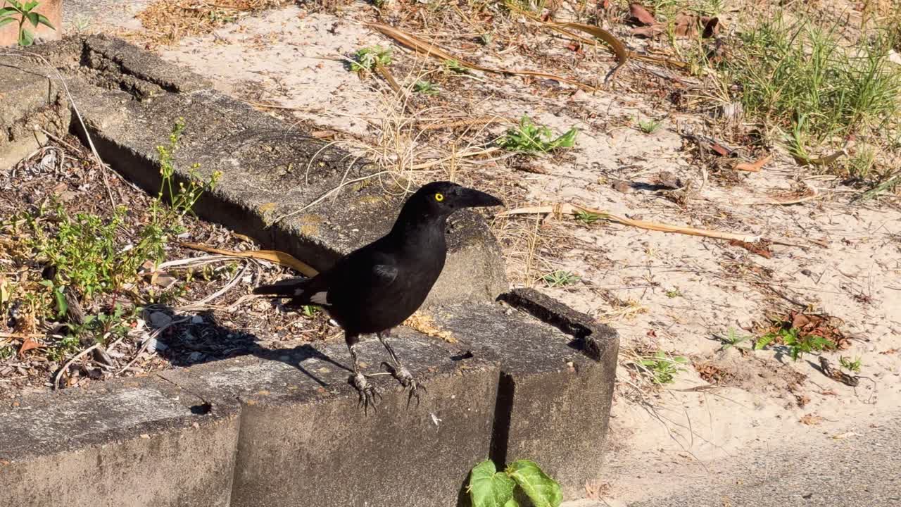 Pied Currawong with yellow eye forages and eats on sunlit urban street edge, static camera