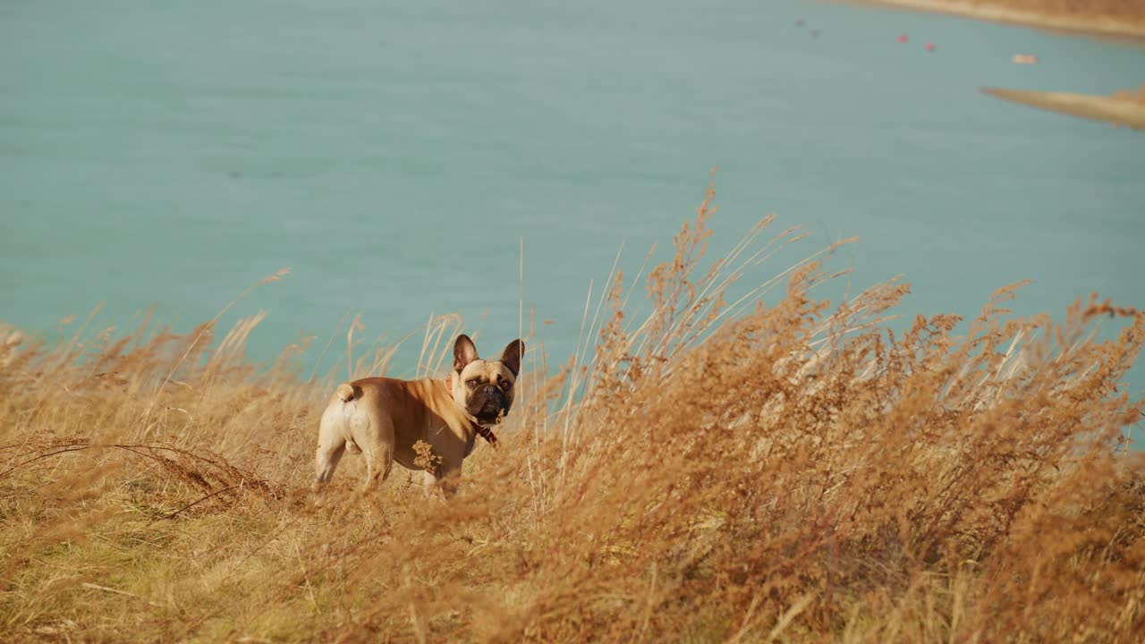 A Curious Dog Explores the Scenic Landscape by the Water's Edge: Captivating Moments of a Playful French Bulldog Amidst the Golden Grasses and Serene Blue Waters