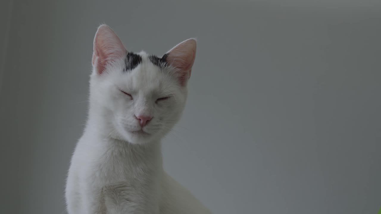 Giovane gatto bianco assonnato con macchie nere in piedi e che si guarda intorno