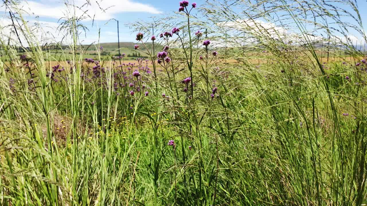 hierba alta al borde de la carretera que se balancea lentamente y se mueve a medida que el viento sopla de lado a lado, escena natural muy tranquila y pacífica