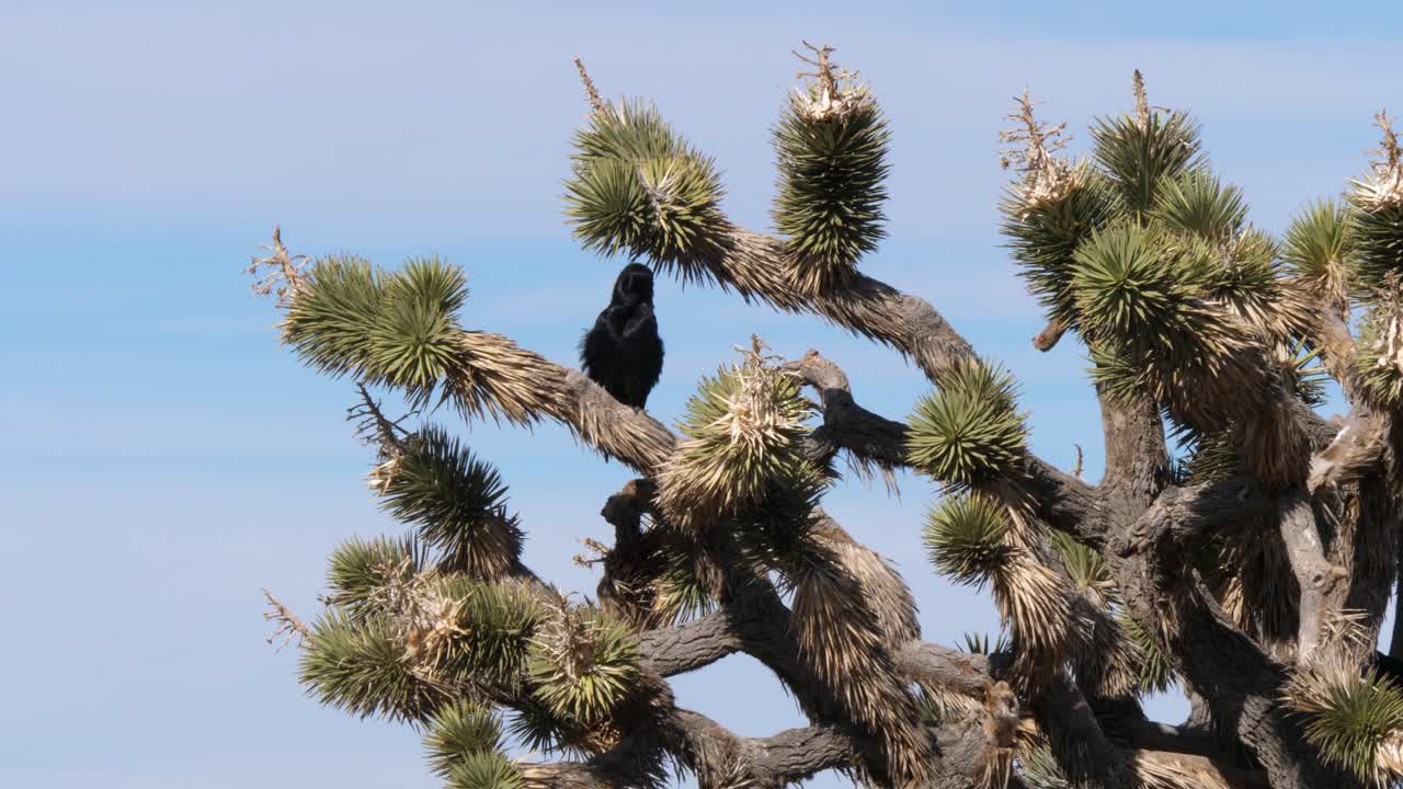 Black crow self-grooming in the branches of a Joshua tree with a blue sky behind it.