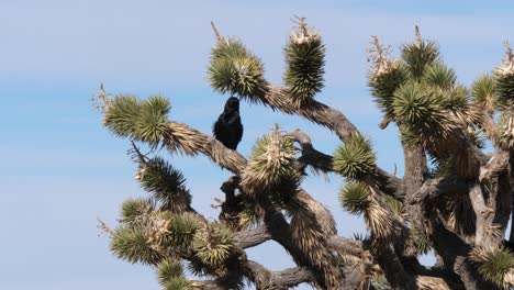 black crow self-grooming in the branches of a joshua tree with a blue sky behind it.