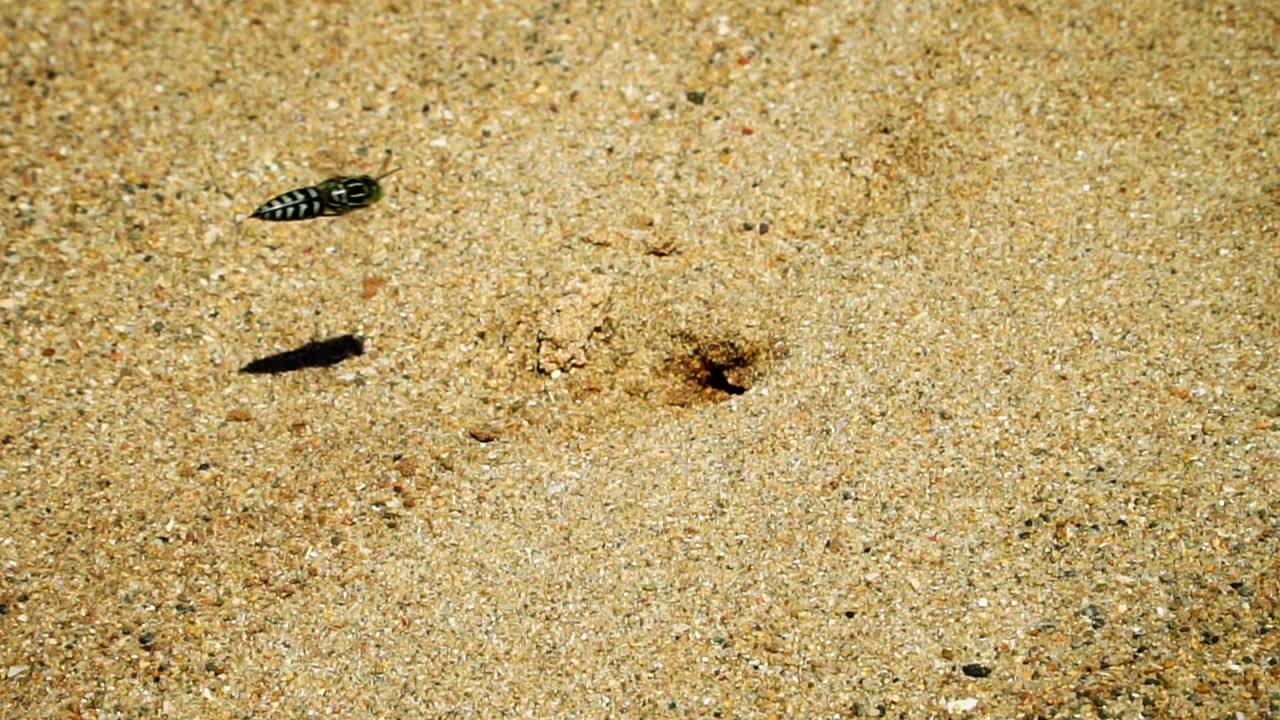 Sand wasp or bembicini hovering and digging near burrow, slow motion close up