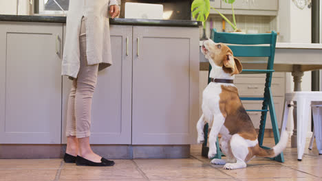 perro desesperado mirando a su dueño y ladrando 4k 4k