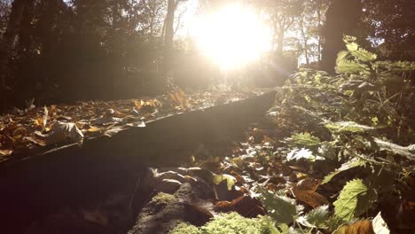 low ground level panning shot across woodland floor covered in leaves