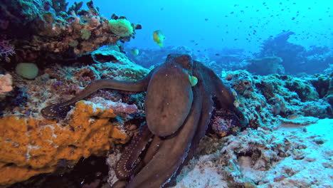 Pulpo-Caminando-Bajo-El-Agua