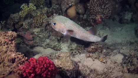 pez puercoespín de aleta nadando sobre arrecifes de coral por la noche en el mar rojo