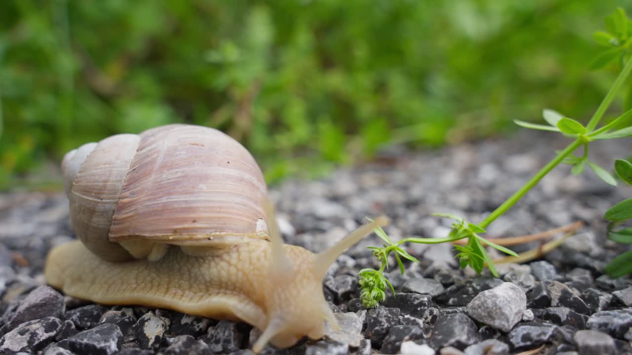 A Snail Moving Across a Stony Surface - Close Up