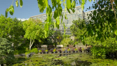 Reveal-shot-between-leaf-and-bushes-of-greenhouse-at-Okinawa-Japan-lotus-pond-at-Tropical-Dream-Center-Naha-Prefecture-summer-time-tilt-shot-hot