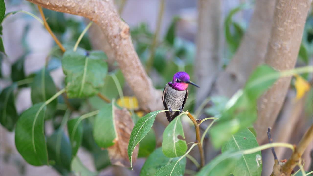 un colibrí annas rosa brillante aterrizando en una rama de árbol en el calor del día para descansar mientras busca néctar en california