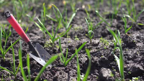 organically cultivated garlic plantation in the vegetable garden