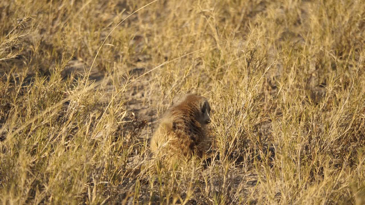 suricata salvaje caminando sobre hierba dorada, se detiene para rascarse un picor, botswana