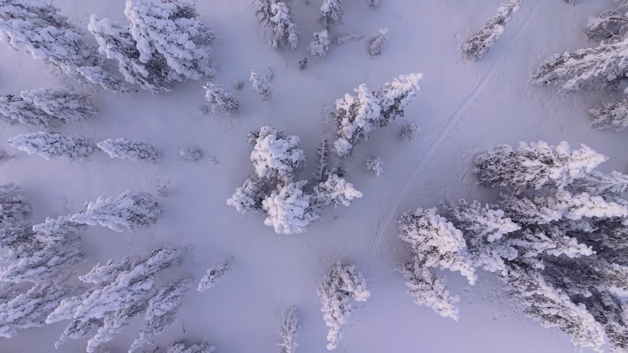 Sneklædt fyrreskov i arktisk vinterlandskab set i fugleperspektiv