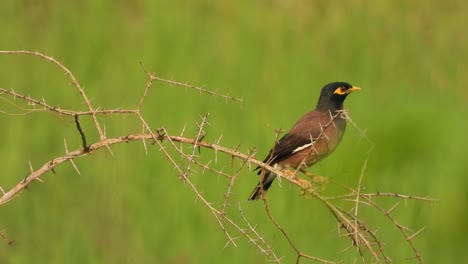 common myna in tree - relaxing