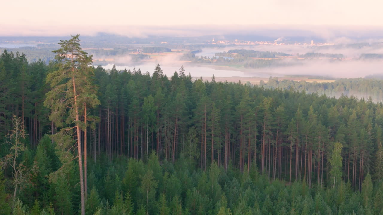 Densely planted mature spruce trees on edge of clearcut area in Dalarna, Sweden