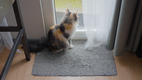 Lonely-Long-Haired-Calico-Cat-Sitting-by-the-Door-Asking-To-Go-Outside