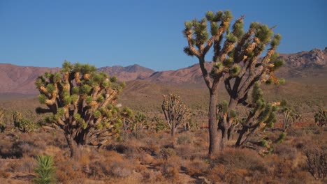 yucca trees beautiful mojave colorado desert joshua tree national park california sunny blue sky rocky rugged mountain terrain landscape skull rock sheephole valley wilderness fortynine palm static