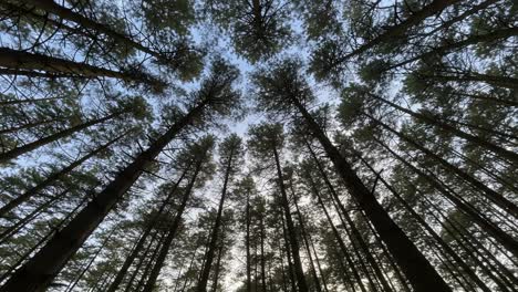a serene canopy view: capturing the majestic vertical lines of tall trees under a clear blue sky in a tranquil forest setting