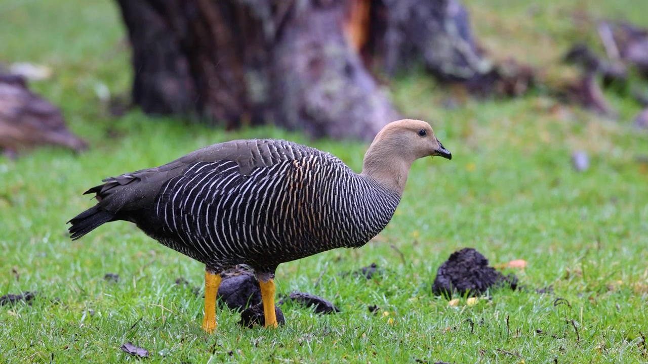Ushuaia, Tierra del Fuego, Arjantin Patagonyası'nda ıslak yeşil bir çimenlikte otlayan ve yiyecek arayan, belirgin çizgili tüylere sahip dişi bir dağ kazının yakın çekim görüntüsü.