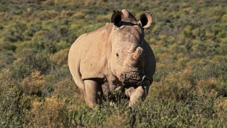 Rinoceronte-Blanco-Adulto-Trotando-A-Través-De-Algunos-Arbustos-Bajos-En-Sudáfrica