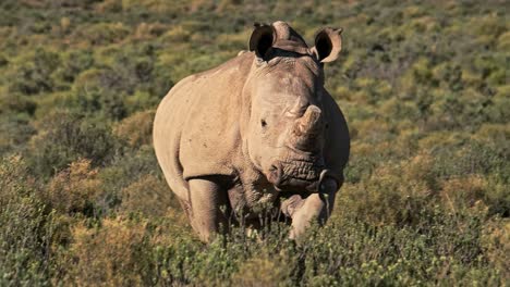 el rinoceronte blanco adulto troteando a través de algunos arbustos bajos en sudáfrica