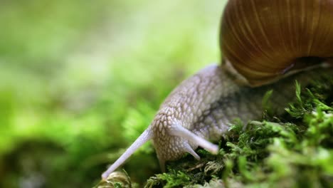 Helix-Pomatia-También-Caracol-Romano,-Caracol-De-Borgoña