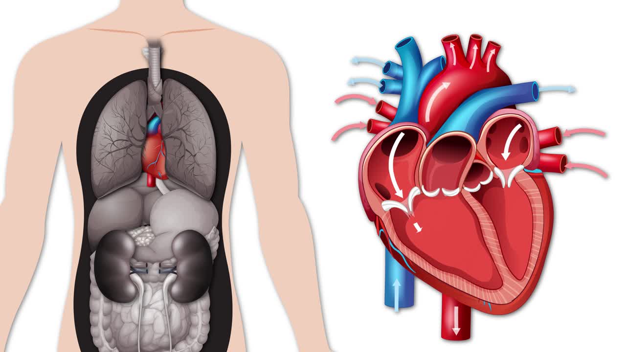 Animazione anatomica che illustra le camere cardiache e la direzione del flusso sanguigno usando frecce su sfondo bianco.